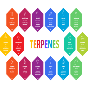 Terpene Profile